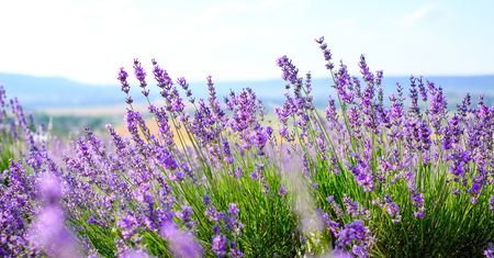 Plaga na południu Francji. Straty rolników uderzą w produkcję perfum i kosmetyków