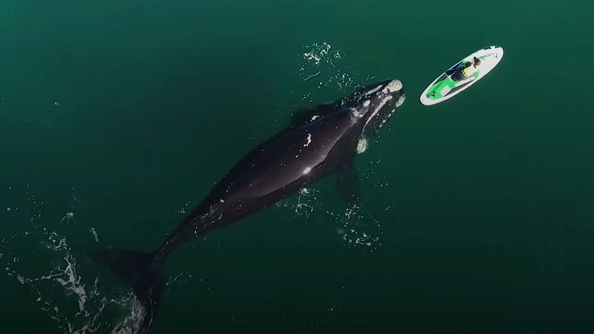 Najlepszy film jaki nagrał. Ujęcia z drona pokazują ciekawskie walenie 1