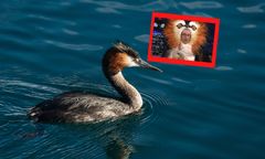 "Wymiotujący perkoz" ptakiem stulecia. Amerykański komik pokonał system