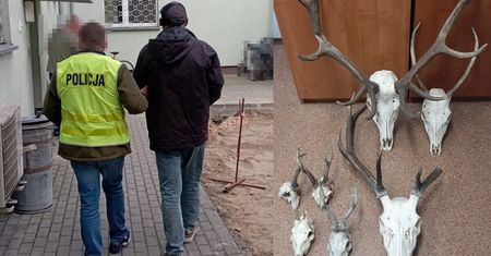 Zbierał zrzuty poroży… I ukradł trzy fotopułapki
