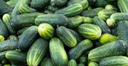 Nie wyrzucaj dużych ogórków gruntowych. Oto co możesz z nich przyrządzić