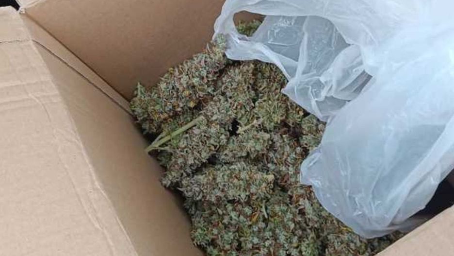 Marihuana (źródło: Policja dolnośląska)