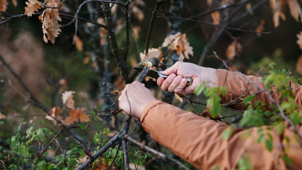 Mężczyzna obcina gałęzie