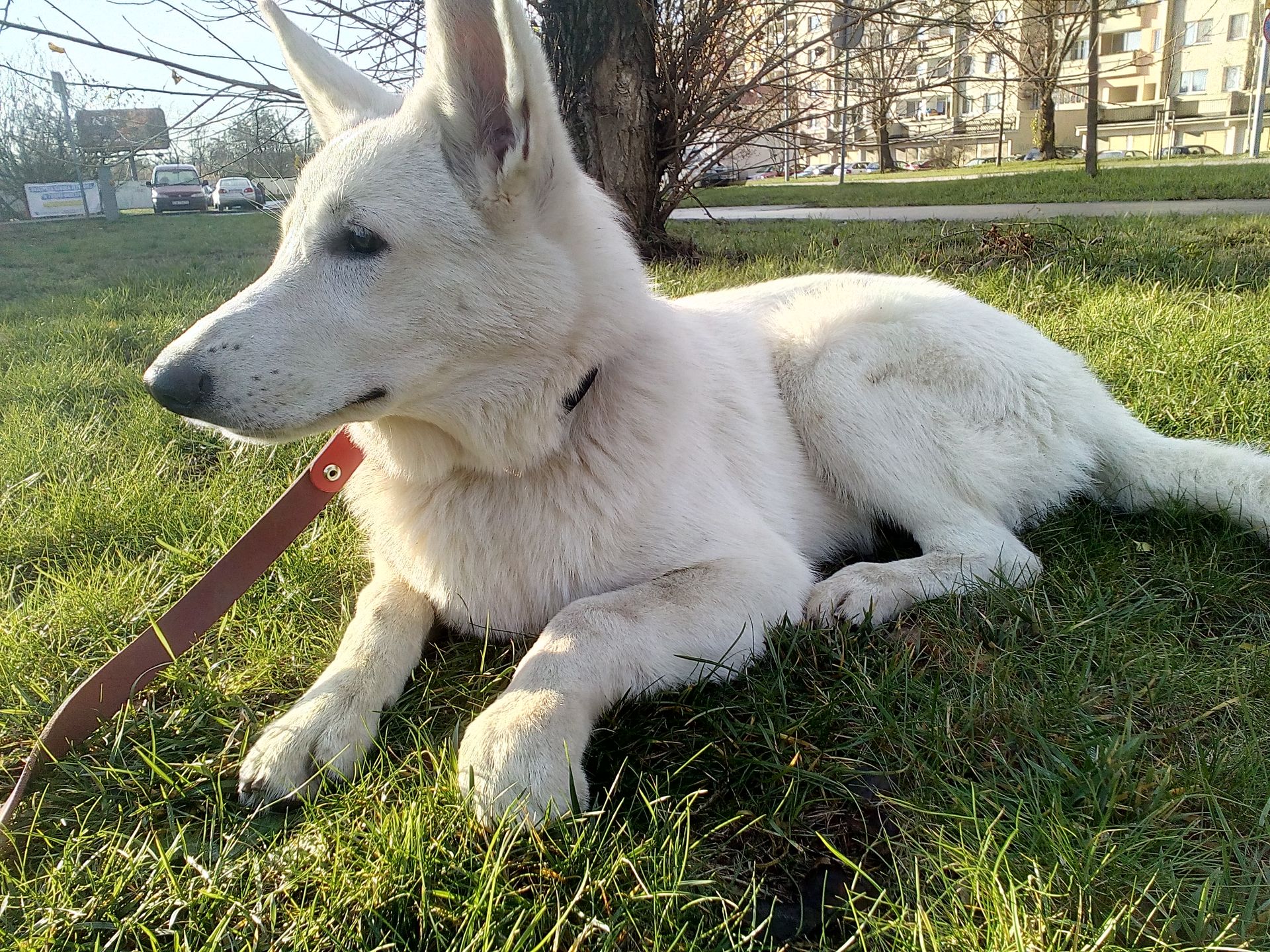 Smartfon Bluboo Xtouch – test udanego kompromisu ceny i możliwości 12