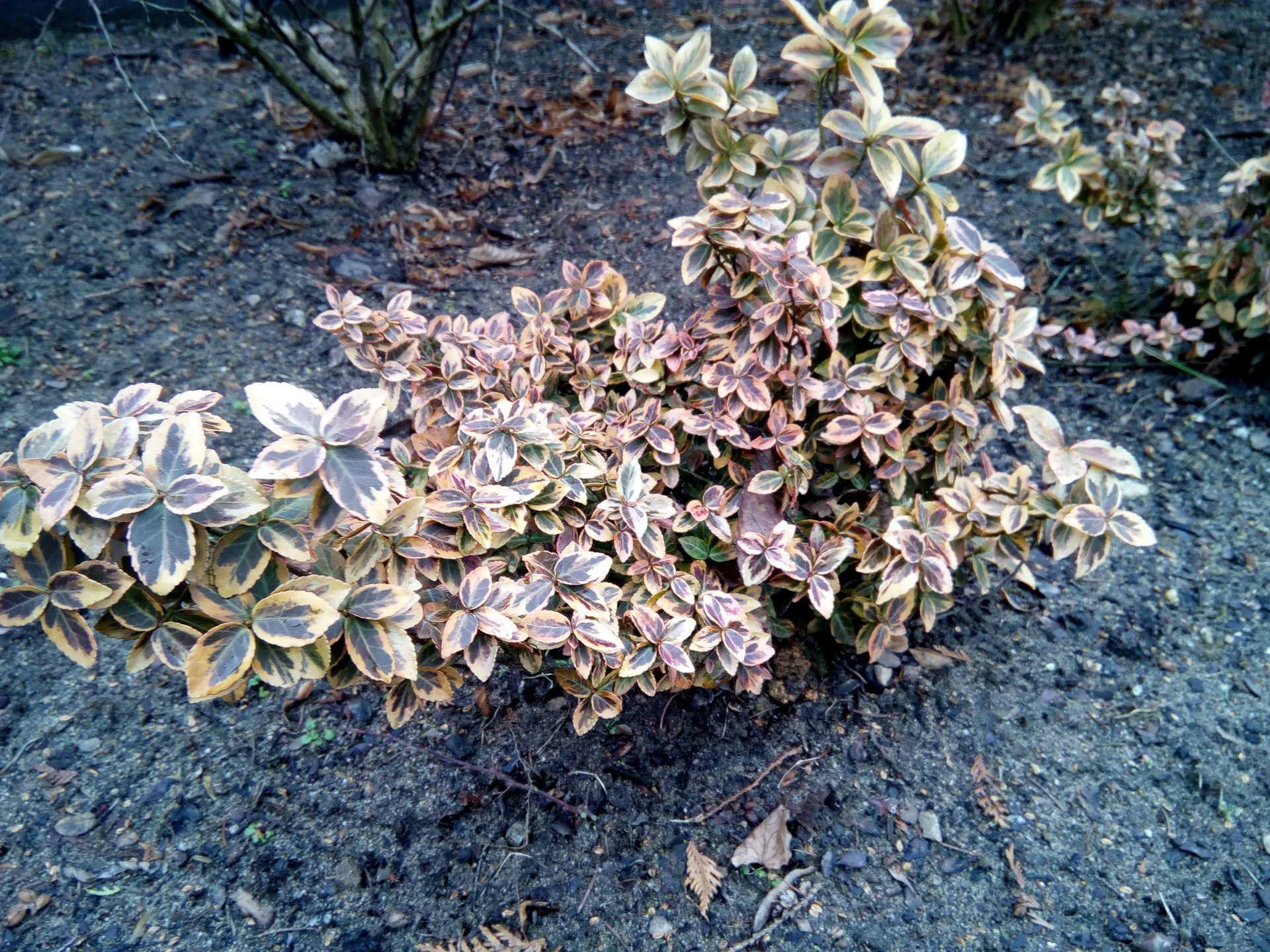 Test UMi Iron Pro – smartfonu z biometrią i systemem do wyboru 17