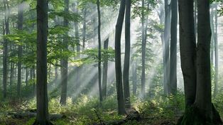 Tarnowskie Góry: Przed wojną cudem uniknął wycinki. Chcą tam rezerwatu