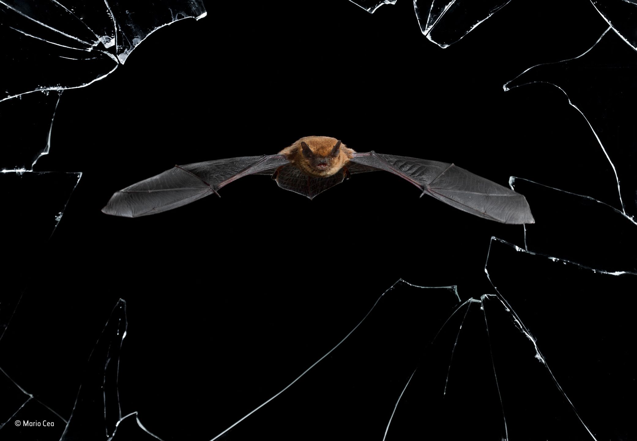 Fotografie finalistów Wildlife Photographer of the Year 2016 pokazują zachwycające piękno przyrody 6