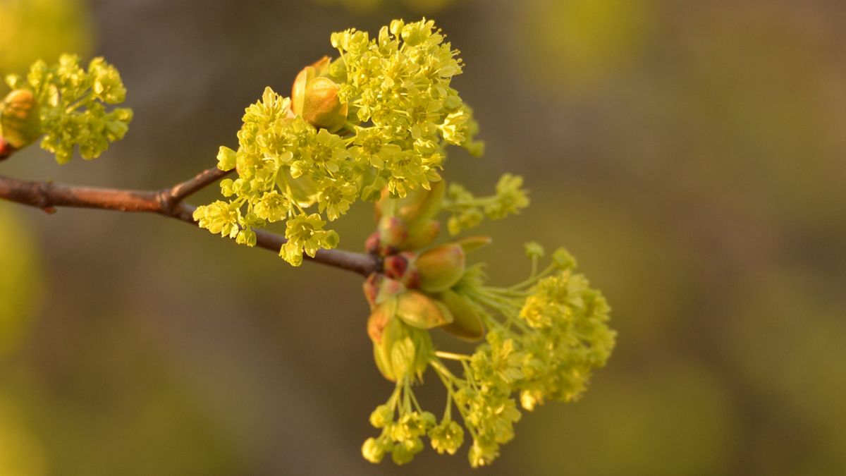 Kwiaty klonu mają szerokie zastosowanie