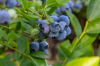 Kiedy przycinać borówkę amerykańską? Termin ma duże znaczenie