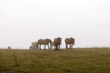 Dzikie konie w Kampinosie. Projekt utrzymywany był w tajemnicy