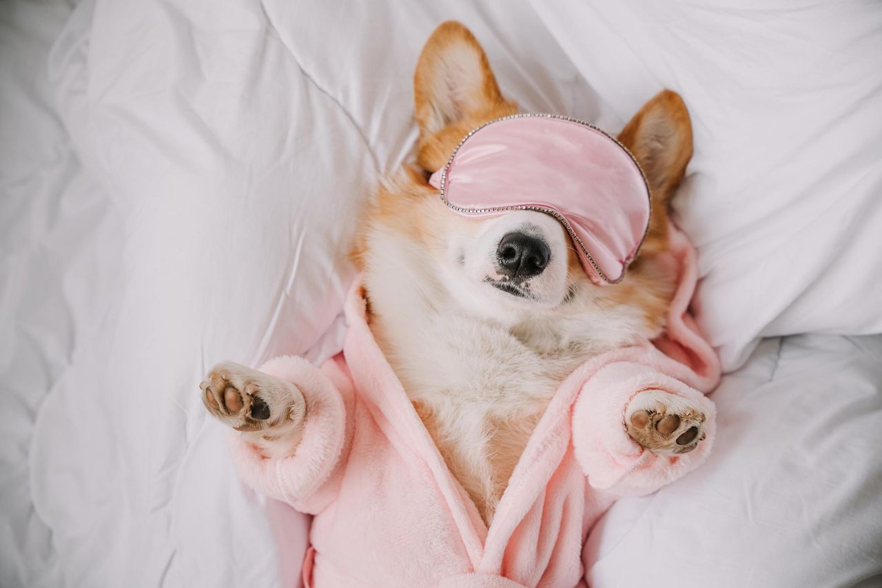 Czy wychowywanie psa „po ludzku” szkodzi Twojemu pupilowi?