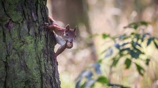 Kolorowe drzewa i wiewiórki z żołędziami. Tak wygląda jesień w Poznaniu. Zobacz zdjęcia