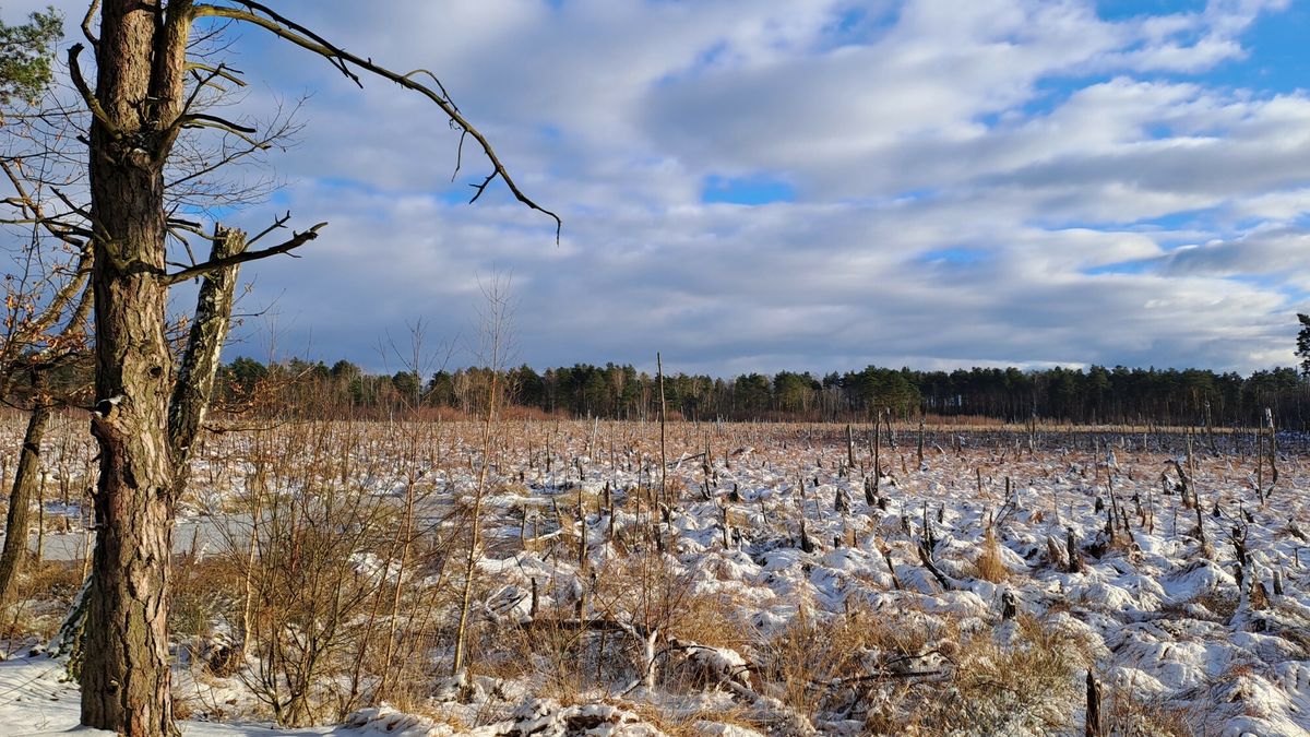 Torfowisko zimą (zdj. ilustracyjne) 