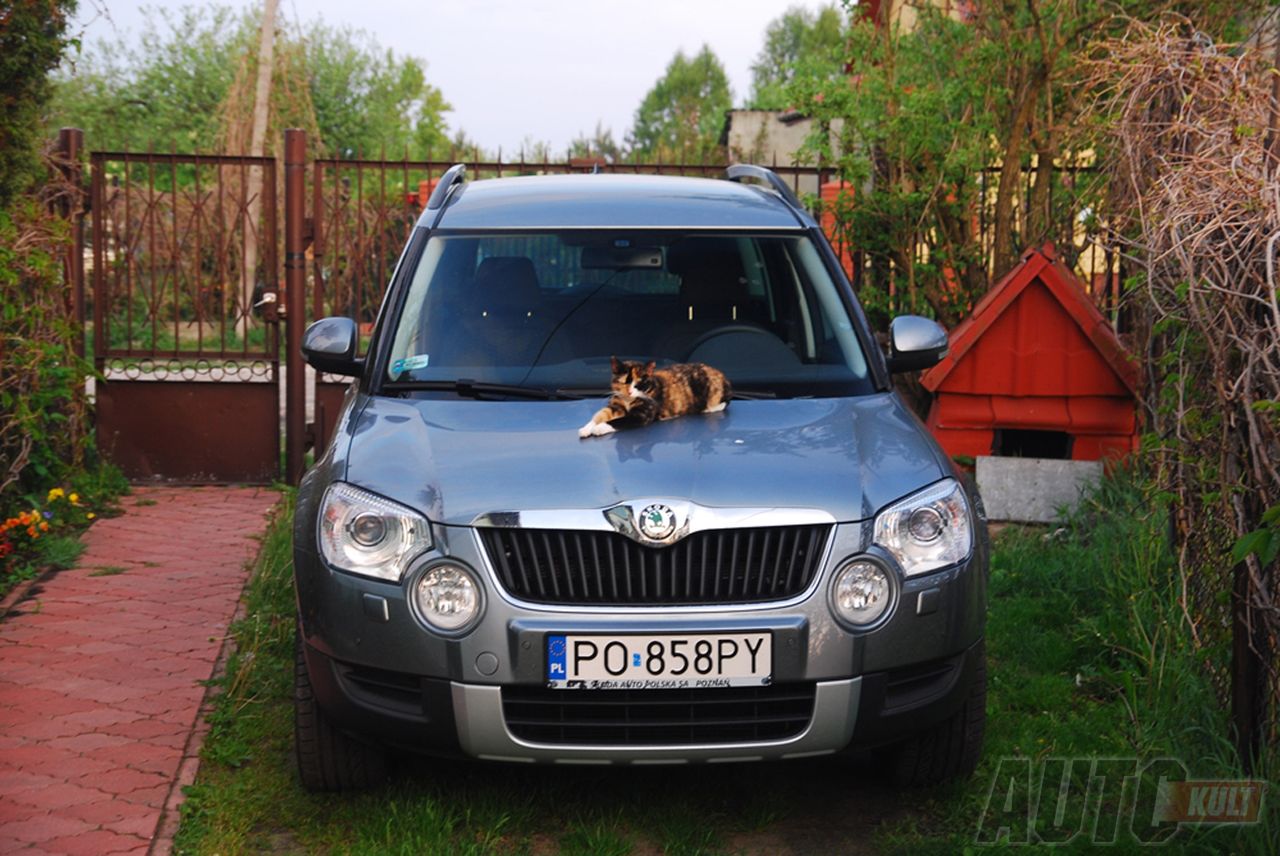 Kot już wybrał swój Testowy Samochód Roku 2011