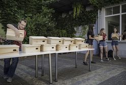 Wrocław. Dzień Komara. Zamontuj domek dla jeżyków, pozbędziesz się problemu