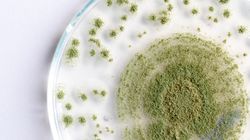 Aflatoksyny - rodzaje, właściwości, zagrożenia dla zdrowia