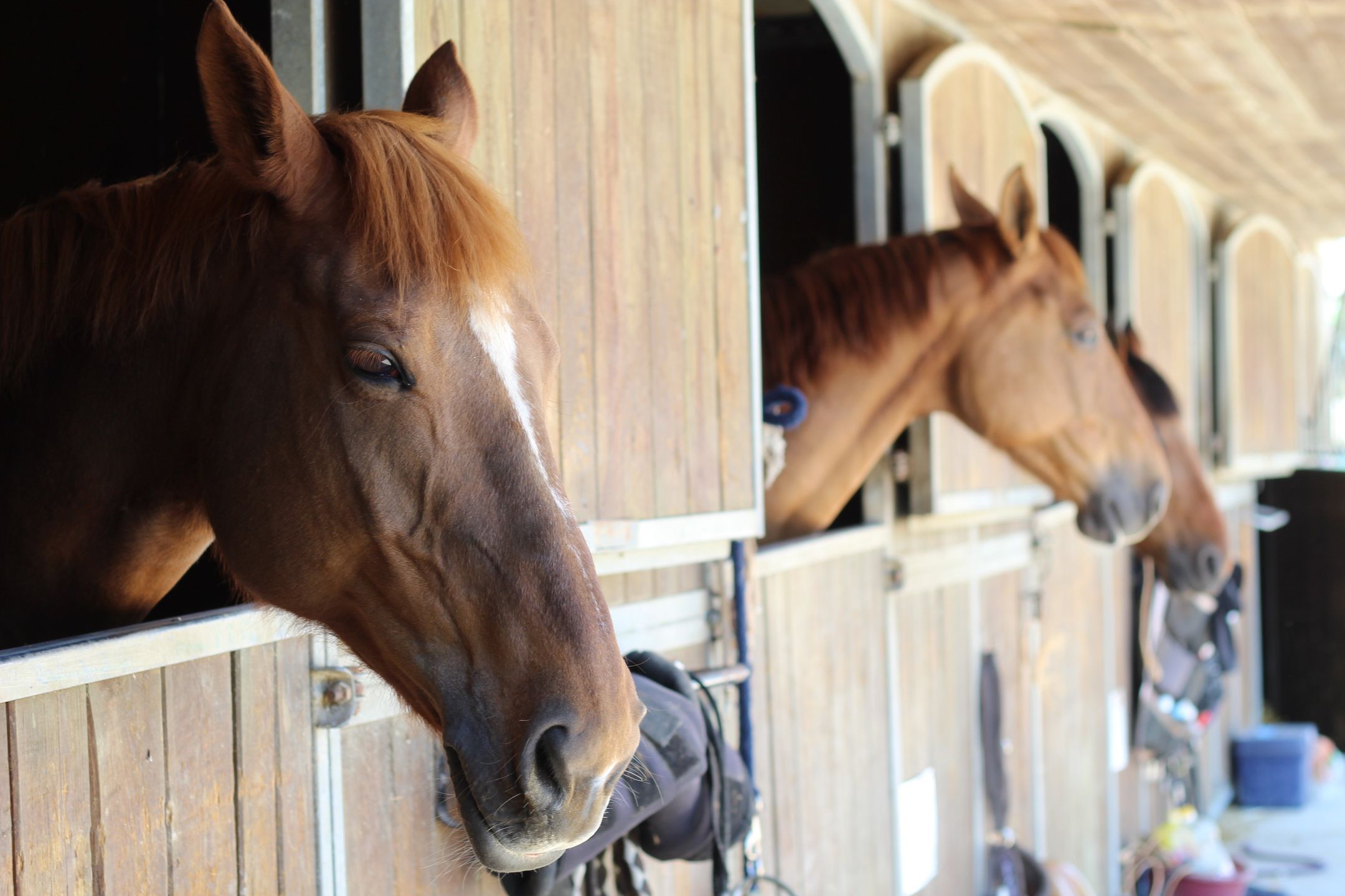 cheval, animal, ferme, brun, tête, haras, portrait, nature, étalon, amoureux des chevaux, chevalin, grange, crin, mammifère, ranch, beau, poney, jument, clôture, rural, blanc, beauté, alpage