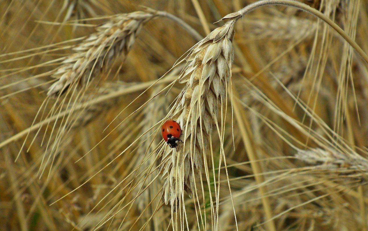 Korekta prognoz nie wróży nic dobrego na cenowym rynku zbóż