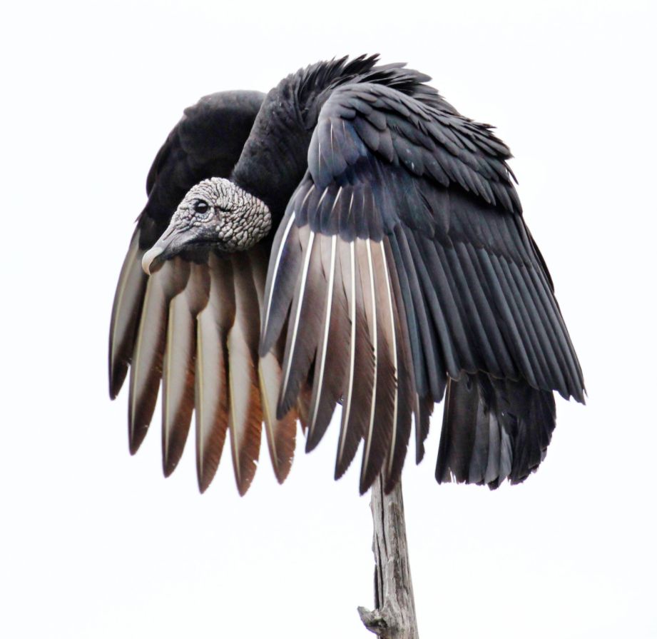 Audubon Photography Contest 2017 - piękno dzikich ptaków w najlepszym wydaniu 7