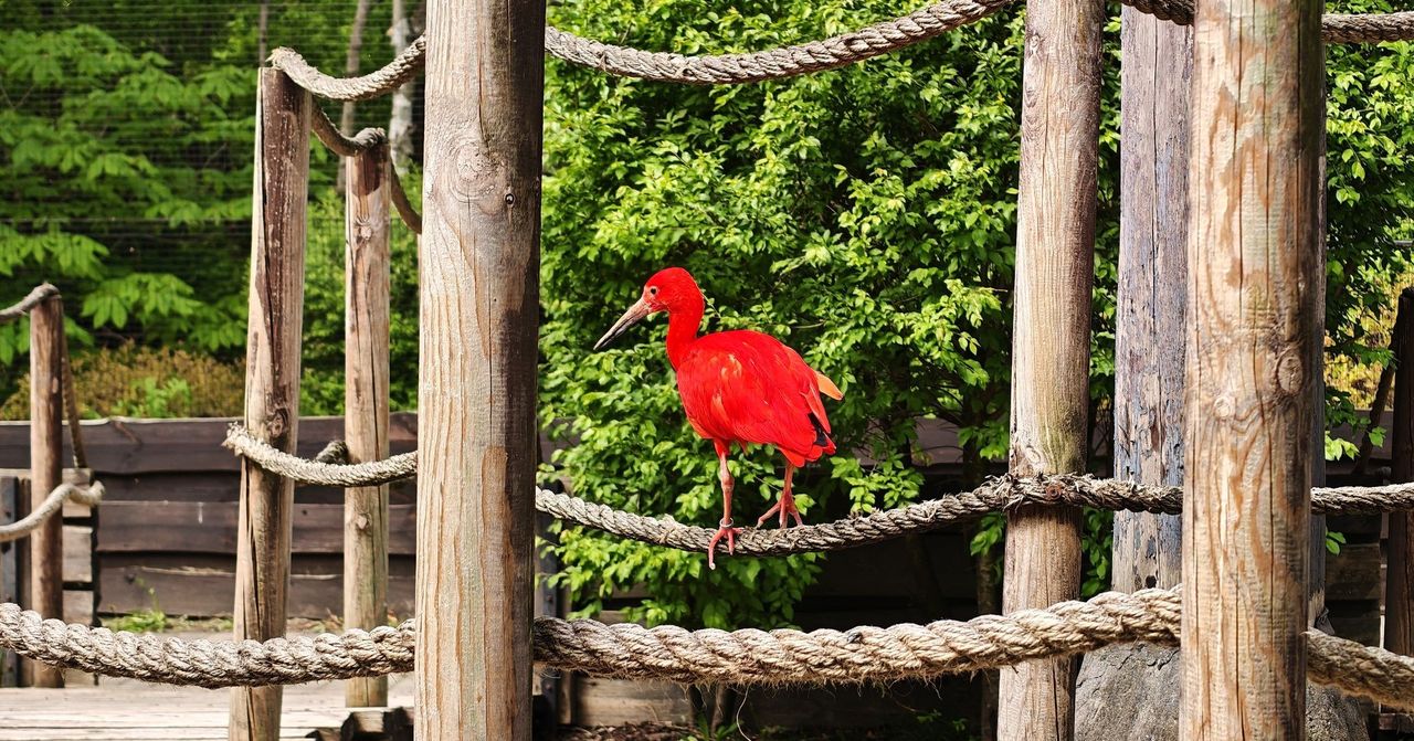 Powrót Ibisów Szkarłatnych do płockiego ogrodu zoologicznego!