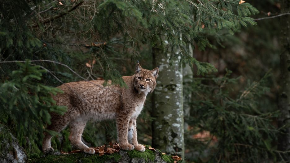 animal, nature, cat, wildlife, wild, mammal, lynx, tree, forest, bayerischer wald, national park, predator, feline, zoo, young, fur, cheetah, germany, rock, stone, green, wood, jungle, national, outdoor, travel, natural, landscape, park