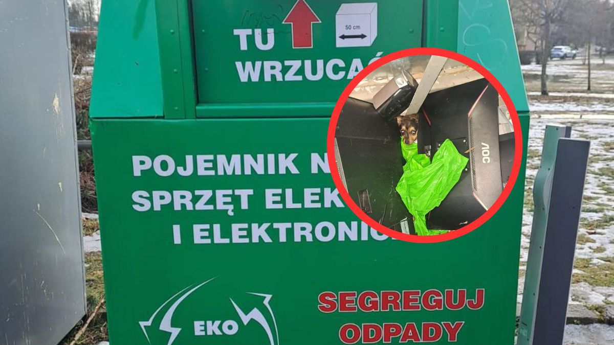 Bełchatów: Piesek znaleziony w kontenerze
