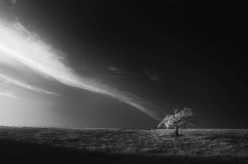 Na ile sposobów można fotografować to samo drzewo? 4