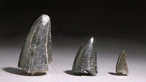 Dinozaury na sprzedaż 1