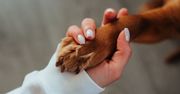 Kiedy należy udać się na konsultację dermatologiczną ze swoim psem lub kotem?