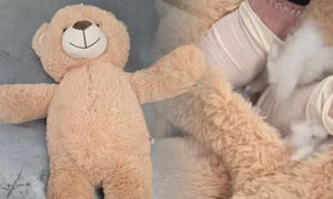 W DHL nabrali podejrzeń. Miś rozpruty. Odkrycie w Holandii