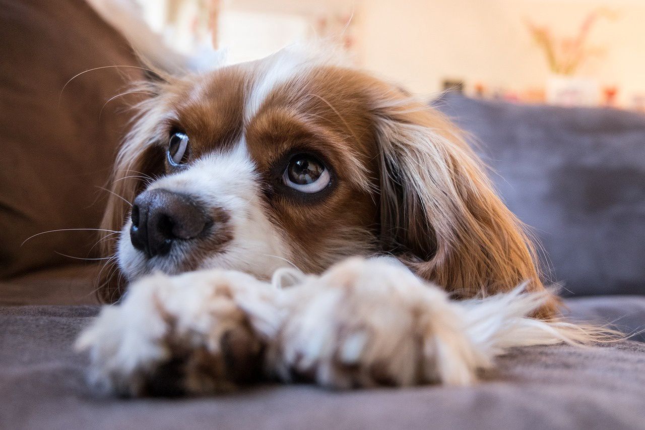 Spaniel nie potrzebuje dużo miejsca 