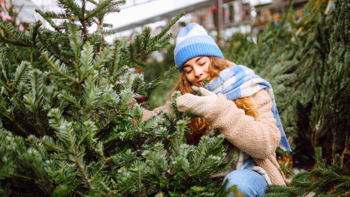 Dziewczyna wybiera żywą choinkę