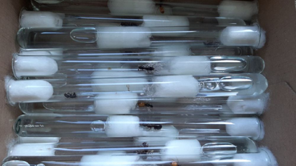 Przemyt mrówek z Chin do Polski