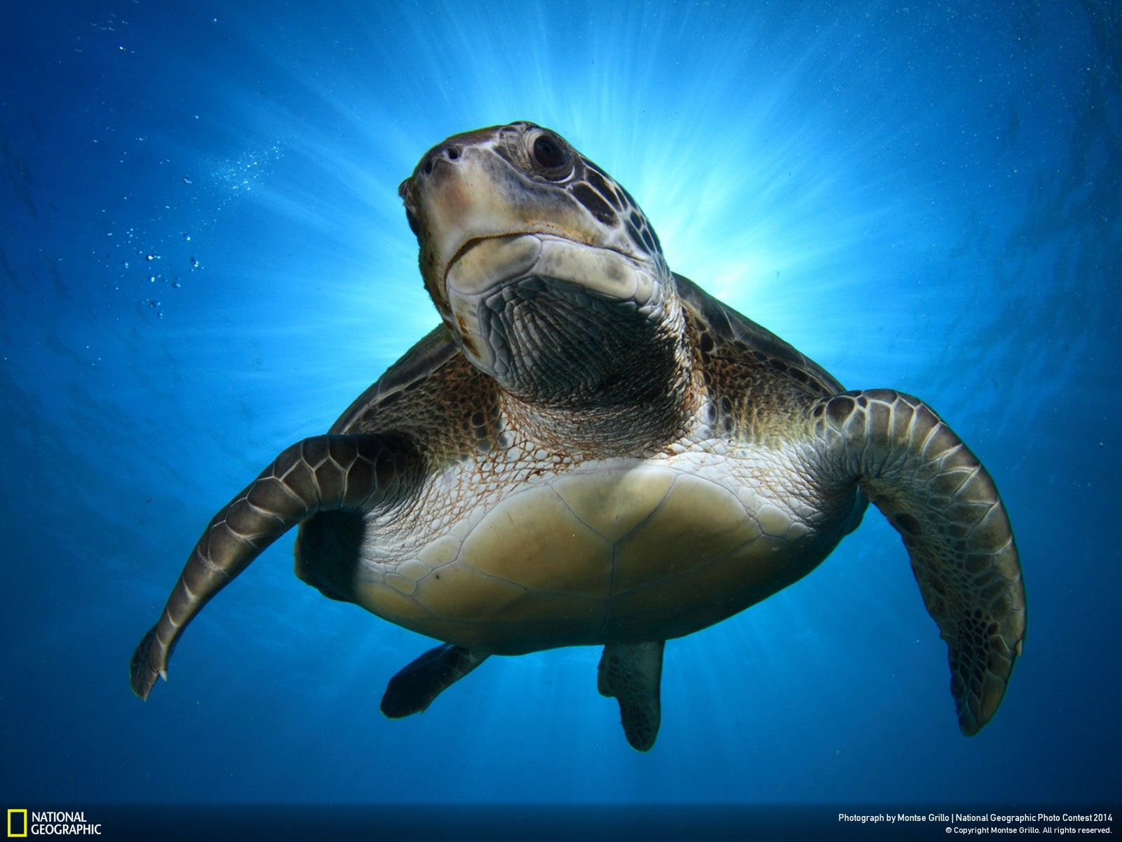 Najlepsze zgłoszenia z National Geographic Photo Contest 2014 2