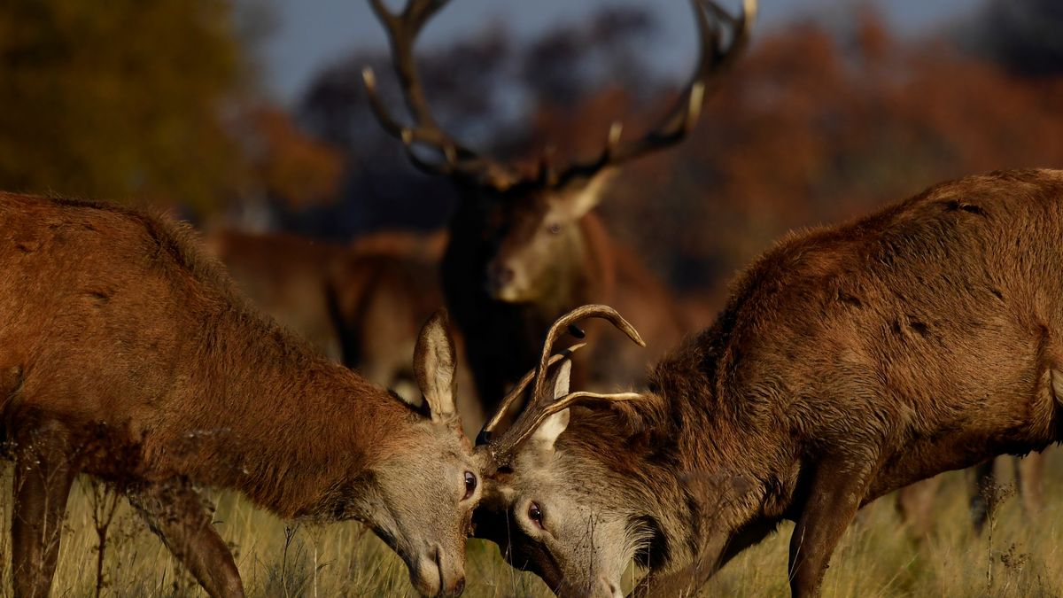 Walka jeleni na rykowisku wygląda spektakularnie! Fotograf miał farta 1