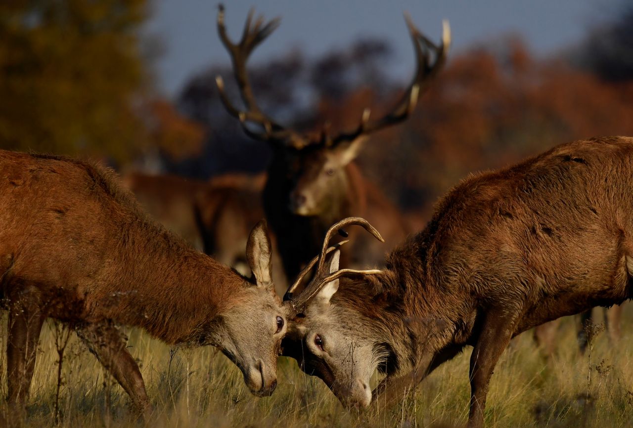 Walka jeleni na rykowisku wygląda spektakularnie! Fotograf miał farta