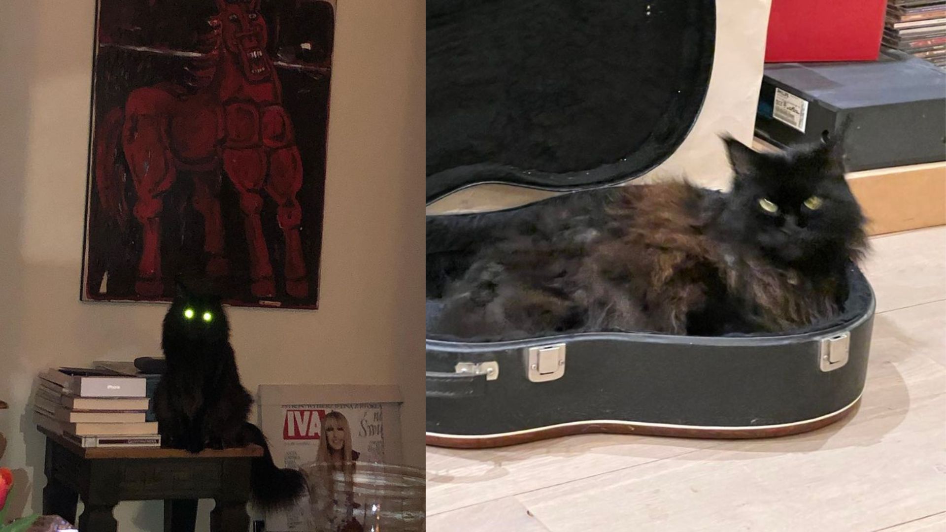 Dom opanowany przez koty