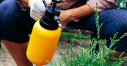Jak chronić ogród bez chemii? Naturalne opryski na szkodniki i choroby roślin
