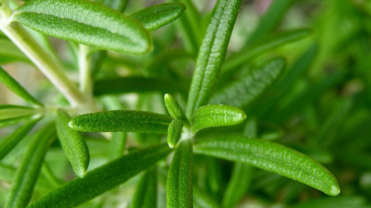 Właściwości zdrowotne rozmarynu