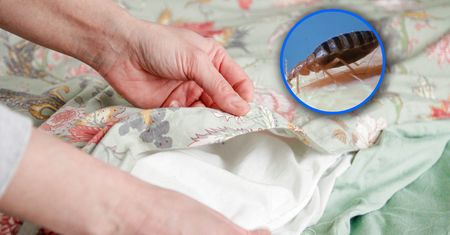 Czujesz? Ten zapach to zwiastun pluskiew