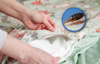 Czujesz? Ten zapach to zwiastun pluskiew