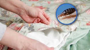 Czujesz? Ten zapach to zwiastun pluskiew