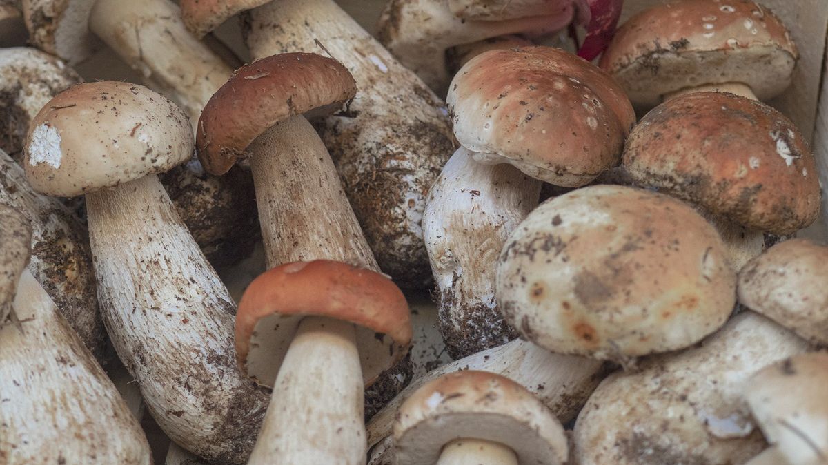 Wiele osób myśli, że jadalnymi grzybami nie można się zatruć