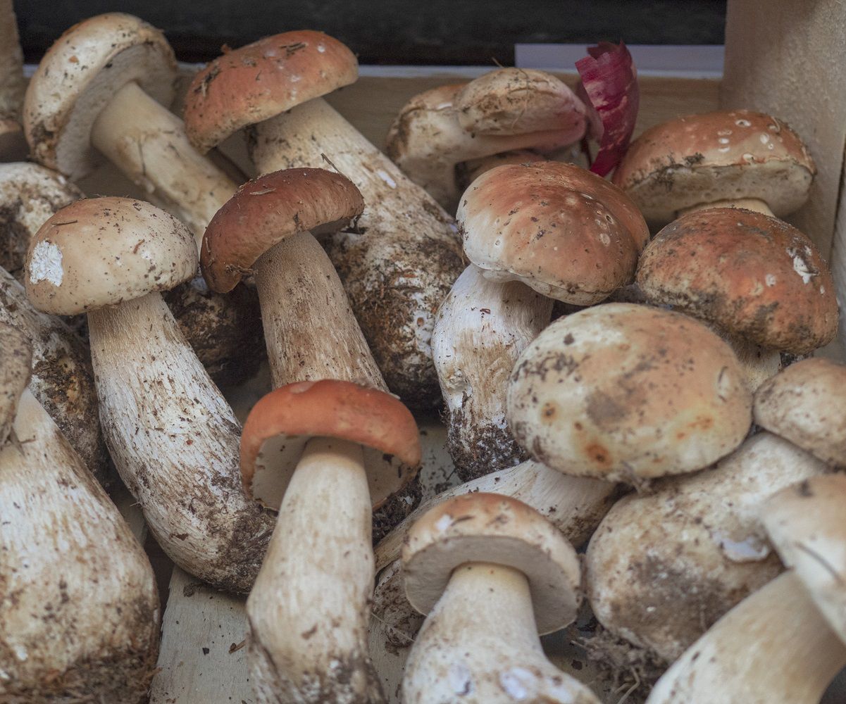 Mało znany fakt. Tak jadalne grzyby stają się śmiertelnie trujące