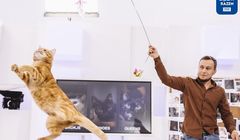 „Sekretne życie kotów 2” od 27 lutego w TVP1