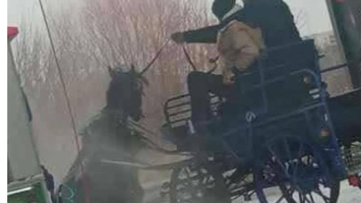 Koń na myjni samochodowej w Makowie Mazowieckim