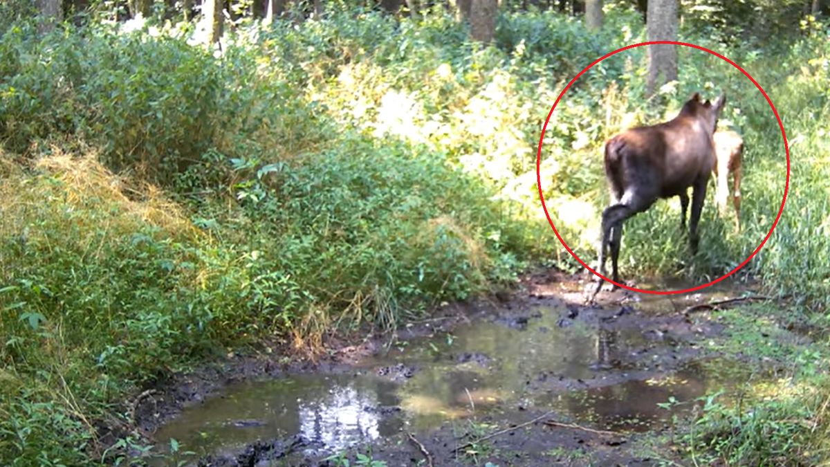 Rozczulający widok w lesie