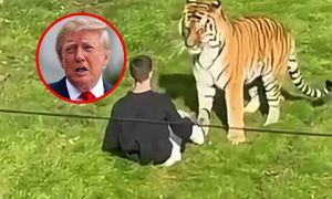 Burza po wpisie Donalda Trumpa. 23-latek zginął w paszczy tygrysa