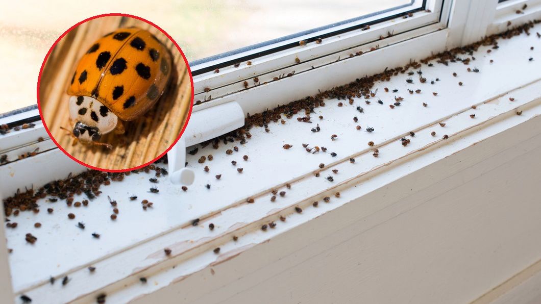 Po ugryzieniu azjatyckiej biedronki może pojawić się reakcja alergiczna