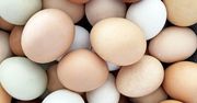 Wiele osób powtarza mit o jajkach. Poznasz prawdę i będziesz zaskoczony